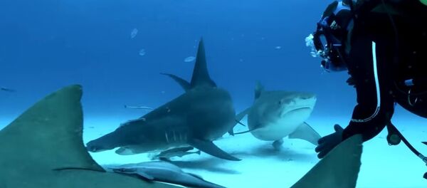 A milímetros del peligro: los grandes tiburones comen de la mano de humanos - Sputnik Mundo
