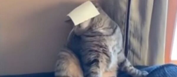 Un trozo de queso deja 'noqueado' a un gato - Sputnik Mundo