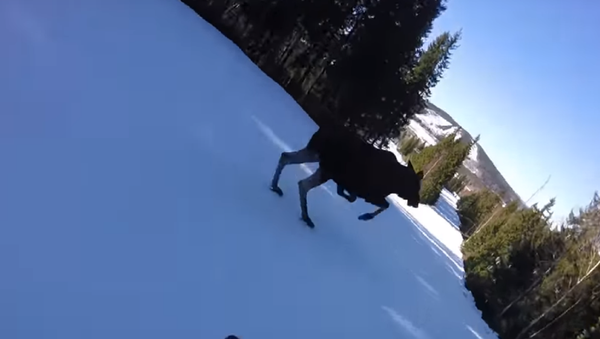 ¡Cuidado con los alces! Graban un peligroso momento en la pista de esquí - Sputnik Mundo