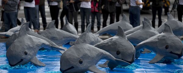 Una intervención de WWF por la vaquita marina - Sputnik Mundo