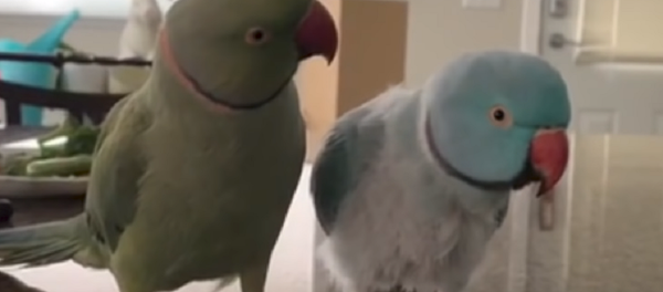 ¿Tienen su propio lenguaje? Estos loritos 'charlatanes' te robarán el corazón - Sputnik Mundo