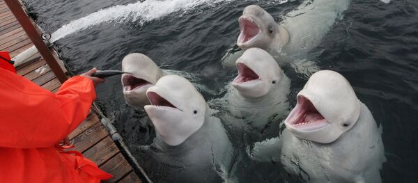 Belugas en la costa rusa del Pacífico - Sputnik Mundo