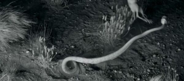 'Patada' en la cara: así se salvan las ratas canguro de las serpientes - Sputnik Mundo