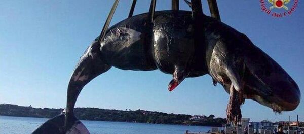 Ballena embarazada encontrada con 22 kilos de plástico en el estómago - Sputnik Mundo