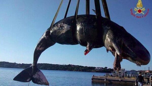 Ballena embarazada encontrada con 22 kilos de plástico en el estómago - Sputnik Mundo