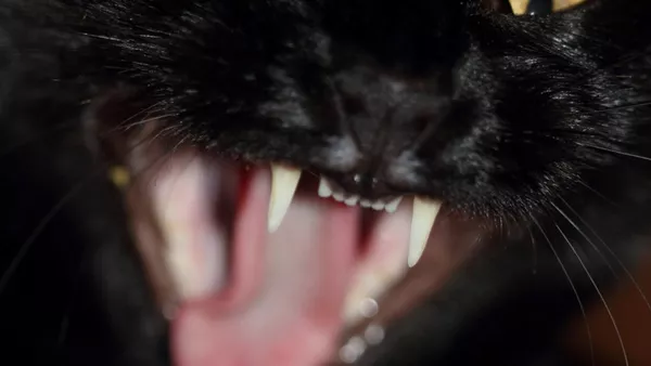 Un gato furioso