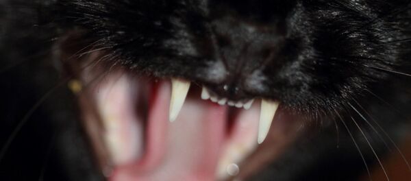 Un gato furioso - Sputnik Mundo