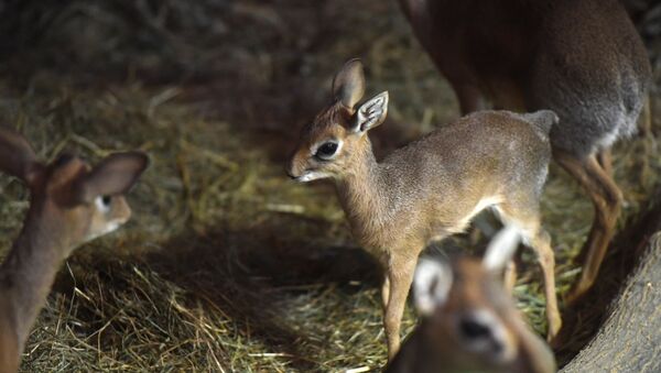 Cría de antílope africano dicdics en el zoo de Moscú - Sputnik Mundo