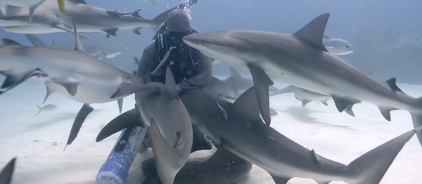 Esta mujer abraza a tiburones en el fondo del mar - Sputnik Mundo