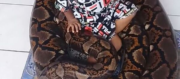 Sin miedo: un niño juega con una gigantesca pitón - Sputnik Mundo