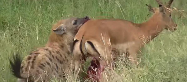 Un antílope desgarrado intenta escapar de una hiena - Sputnik Mundo