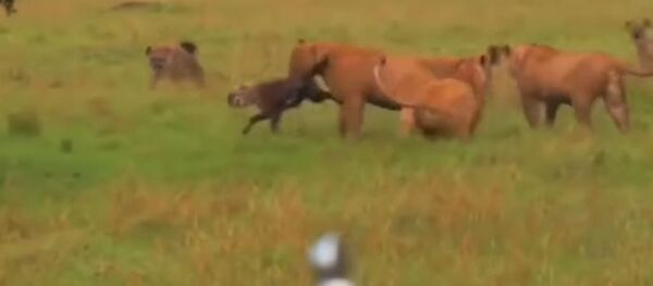 Unos leones atacan a las hienas - Sputnik Mundo