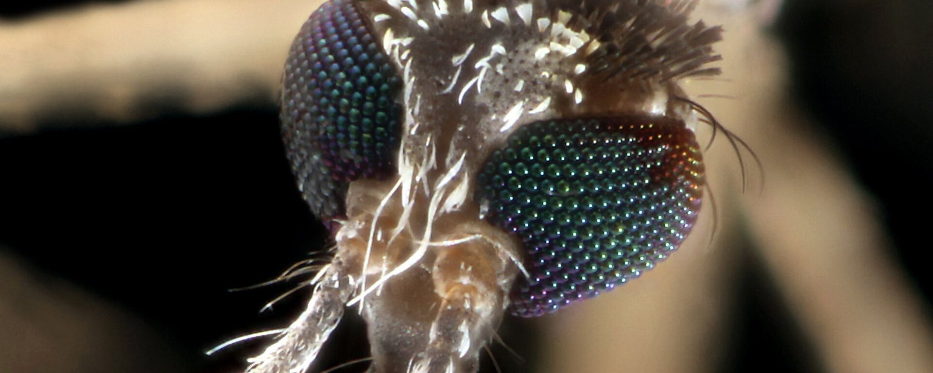 Mosquito Mosquito - Sputnik Mundo, 1920, 20.08.2020