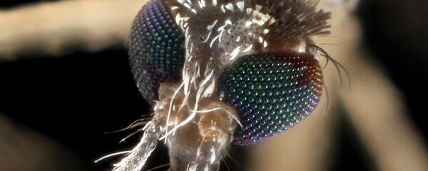 Mosquito Mosquito - Sputnik Mundo