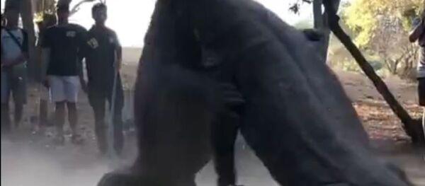 Dos varanos de Komodo luchan - Sputnik Mundo