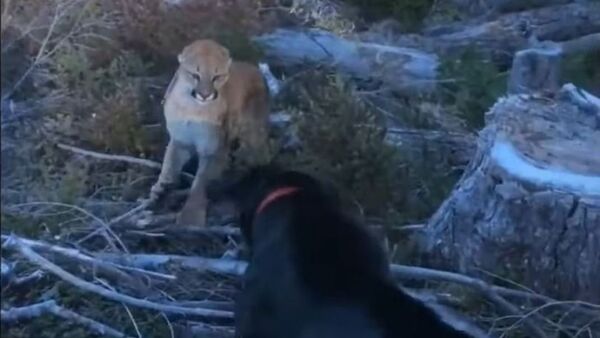 Un perro se enfrenta a un puma - Sputnik Mundo