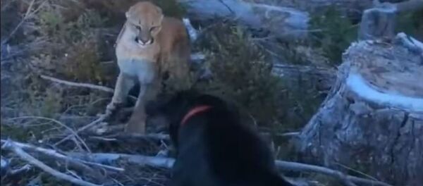 Un perro se enfrenta a un puma - Sputnik Mundo