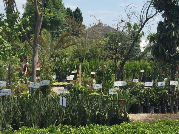 Actividad normal en el Megaviveros, el más grande de Atlixco, que provee flores y plantas ornamentales a la región del altiplano central que barca la Ciudad de México Actividad normal en el Megaviveros, el más grande de Atlixco, que provee flores y plantas ornamentales a la región del altiplano central que barca la Ciudad de México - Sputnik Mundo