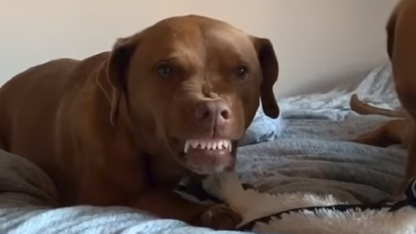 Este divertido perro no quiere compartir sus juguetes con su hermana - Sputnik Mundo