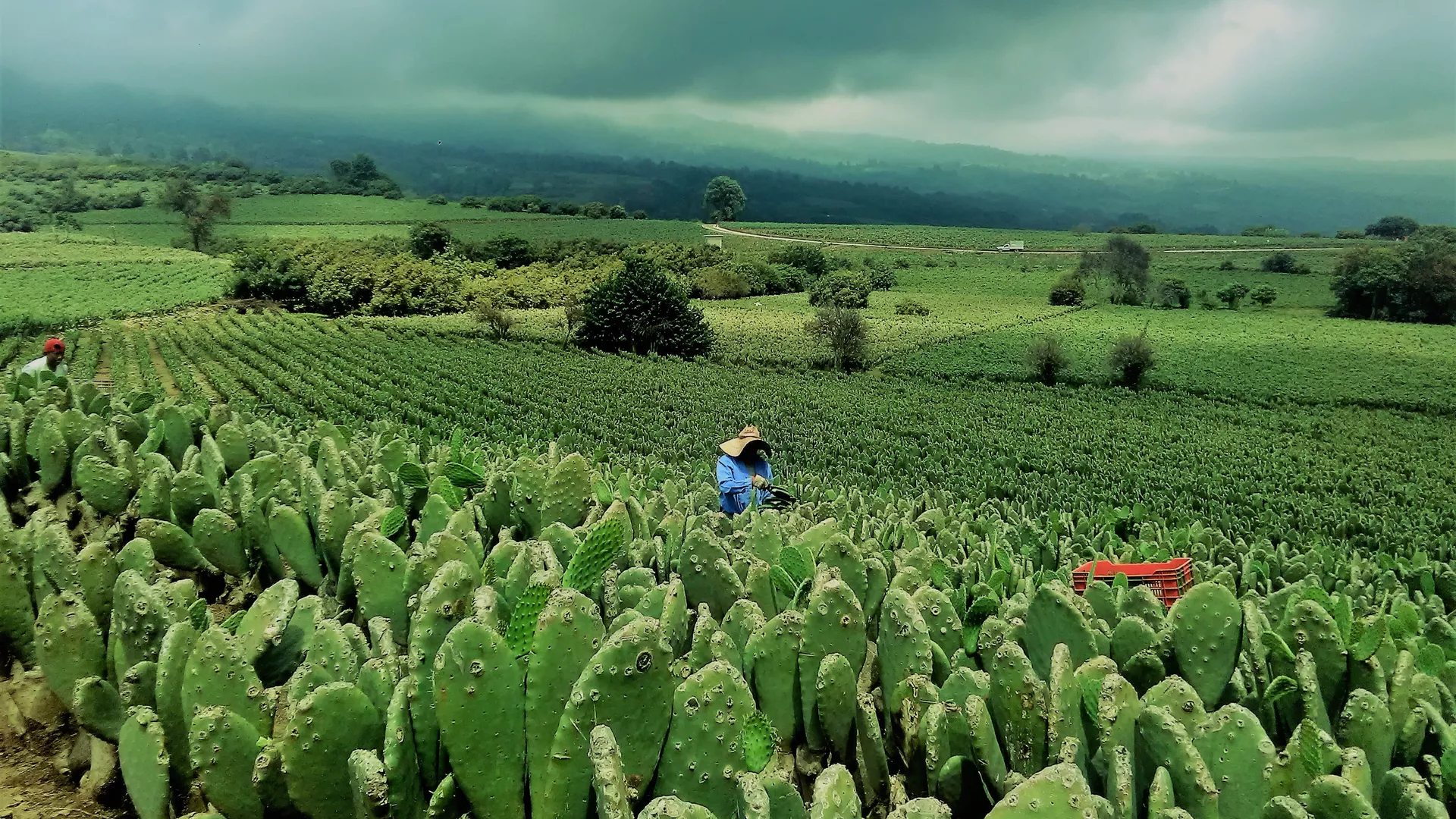 Una plantación de nopales