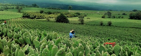 Una plantación de nopales - Sputnik Mundo