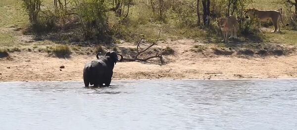 Un búfalo contra leones y cocodrilo - Sputnik Mundo