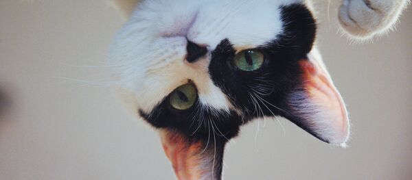 Uno de los animales del Teatro de los Gatos de Kuklachov - Sputnik Mundo