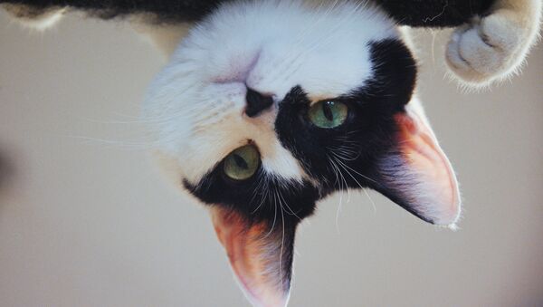 Uno de los animales del Teatro de los Gatos de Kuklachov - Sputnik Mundo