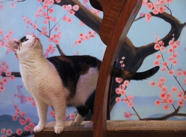 Uno de los residentes del departamento para gatos al estilo japonés del Teatro Kuklachov - Sputnik Mundo