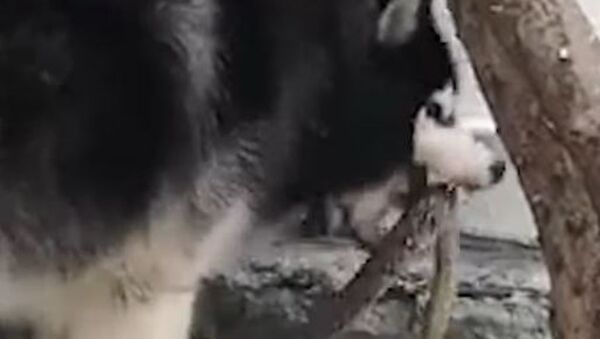 Un husky acaba con una pitón intrusa - Sputnik Mundo