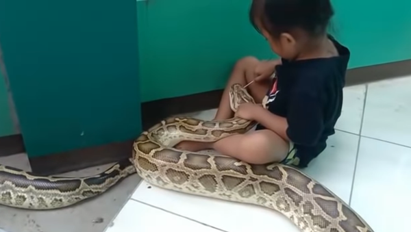 Una niña cura a una pitón gigante como si nada - Sputnik Mundo