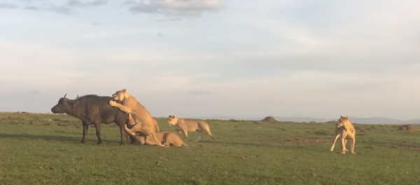 Una manada de leones ante un suculento festín - Sputnik Mundo