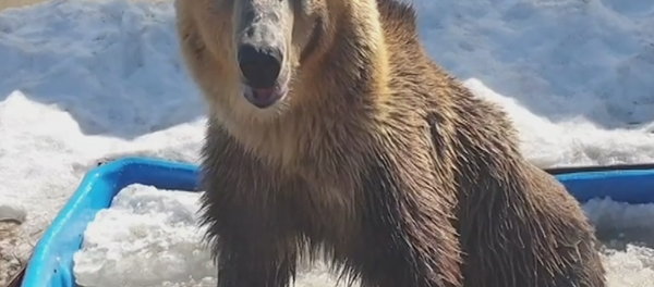 ¡Como una celebridad! Este oso ruso disfruta de la vida en una bañera - Sputnik Mundo