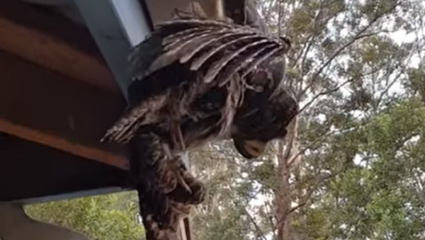 Una pitón asesina un podargo frente a los ojos de unos australianos - Sputnik Mundo