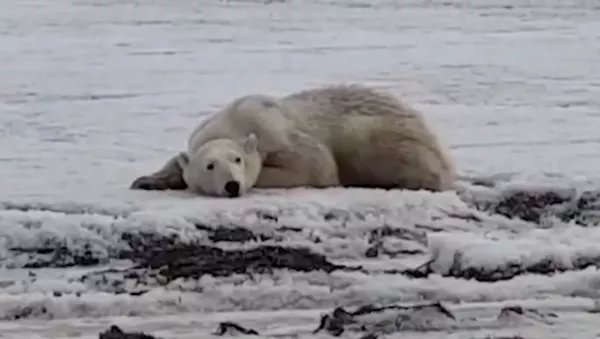 ¿Cómo acabó este oso polar a cientos de kilómetros de casa? - Sputnik Mundo