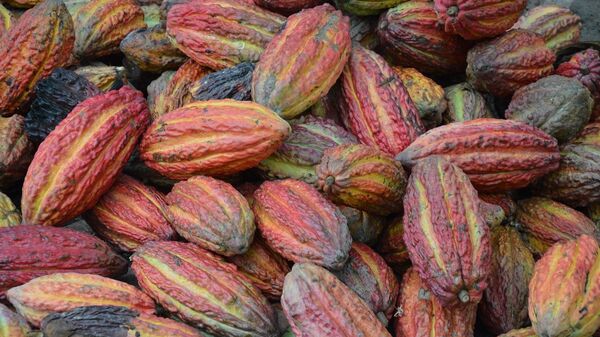 Granos de cacao, referencial - Sputnik Mundo