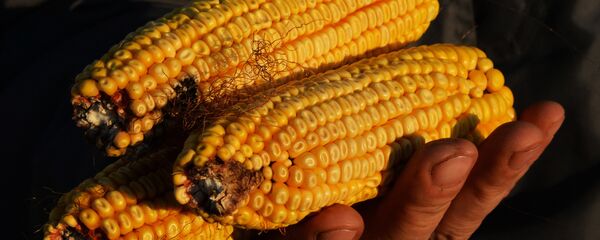 Mazorcas de maíz Mazorcas de maíz - Sputnik Mundo