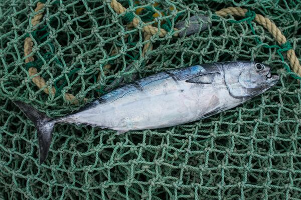 Pueblo costero de Chuao hace frente a la crisis venezolana con una red de pesca (fotos) - Sputnik Mundo