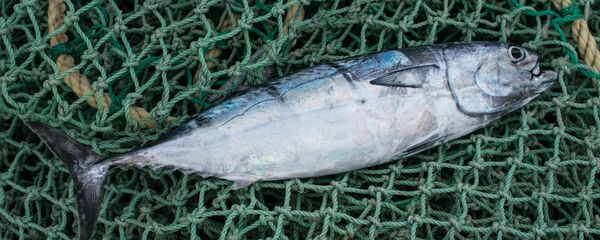 Un pescado - Sputnik Mundo