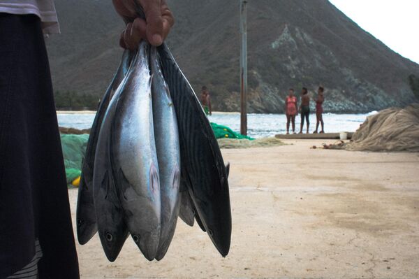 Pueblo costero de Chuao hace frente a la crisis venezolana con una red de pesca (fotos) - Sputnik Mundo