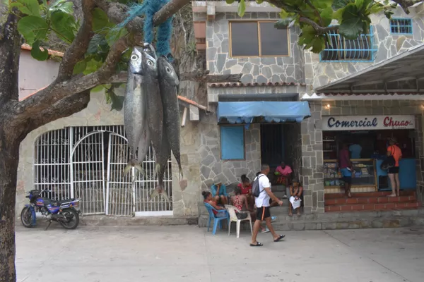 Pueblo costero de Chuao hace frente a la crisis venezolana con una red de pesca (fotos) Pueblo costero de Chuao hace frente a la crisis venezolana con una red de pesca (fotos) - Sputnik Mundo