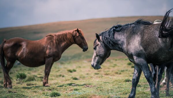 Caballos (imagen referencial) - Sputnik Mundo