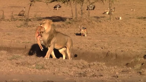 Un león roba la presa de chacales - Sputnik Mundo