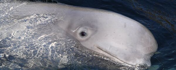 Una beluga (imagen referencial) - Sputnik Mundo