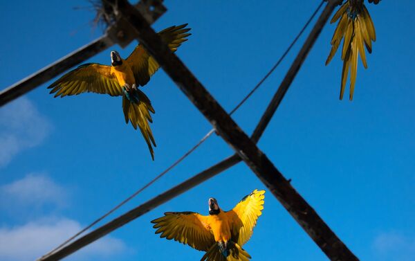 Las Guacamayas - Sputnik Mundo