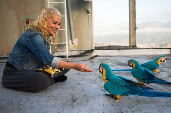 Carmen Borges alimenta a diario a las guacamayas desde la azotea de su edificios y asegura que estas aves se han convertido en un motivo de alegría para los habitantes de Caracas - Sputnik Mundo