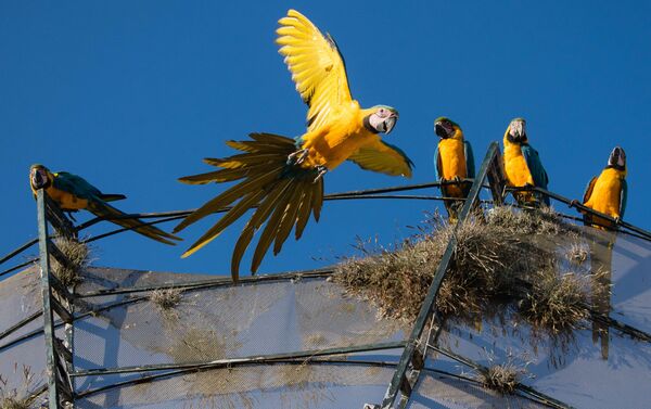 Las Guacamayas - Sputnik Mundo