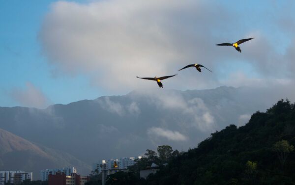 Las Guacamayas - Sputnik Mundo