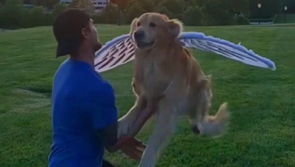 Un internauta disfraza su mascota de angel - Sputnik Mundo