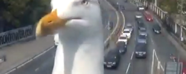 'A vista de pájaro': estas gaviotas saben robar cámara - Sputnik Mundo